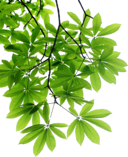 Blog Image